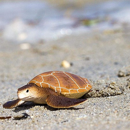 Green Sea Turtle Toy