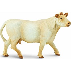 Charolais Cow *D*