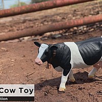 Farm Holstein Cow