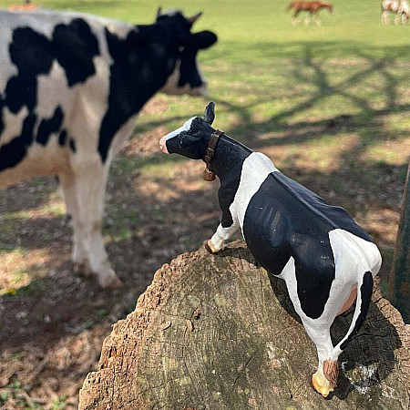 holstein cow