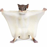 Flying Squirrel