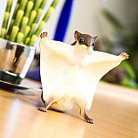 Flying Squirrel