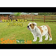 Bulldog Toy
