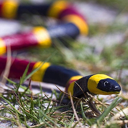 Coral Snake