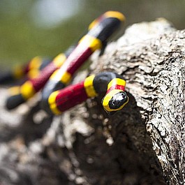 Coral Snake