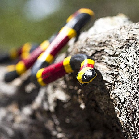 Coral Snake