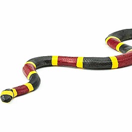 Coral Snake