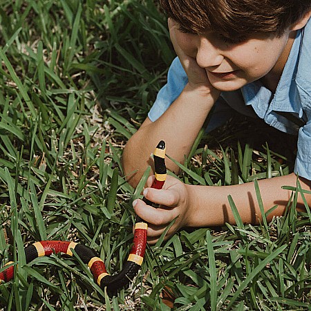 Coral Snake