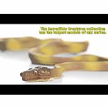 Amazon Tree Boa Toy Snake