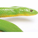 Rough Green Snake