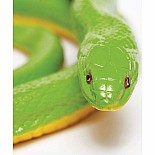 Rough Green Snake
