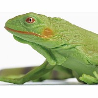 Green Iguana Baby Lizard