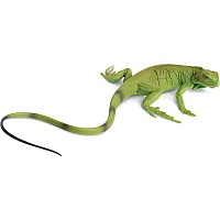 Iguana Baby