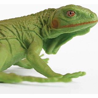 Green Iguana Baby Lizard