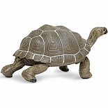 Tortoise