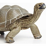 Tortoise