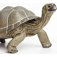 Tortoise