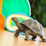 Tortoise