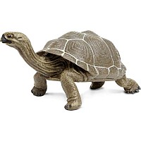 Tortoise