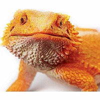 Incred Crea Bearded Dragon