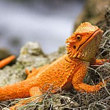 Incred Crea Bearded Dragon