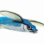 Flying Fish Toy