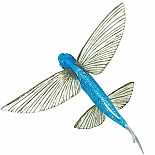 Flying Fish Toy