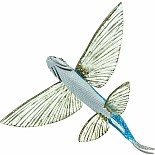 Flying Fish Toy