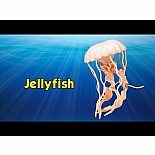 Incred Crea Jellyfish