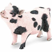 Pot-bellied Pig