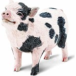 Pot-bellied Pig