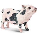 Pot-bellied Pig