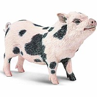 Pot-bellied Pig