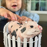 Pot-bellied Pig