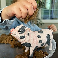 Pot-bellied Pig