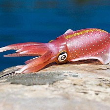 Reef Squid