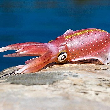 Reef Squid