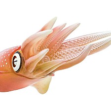 Reef Squid