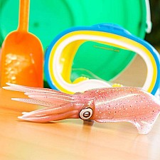 Reef Squid