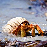 Hermit Crab Toy