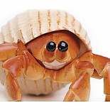Hermit Crab Toy