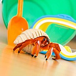 Hermit Crab Toy