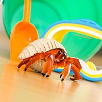 Hermit Crab Toy