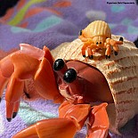 Hermit Crab Toy