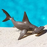 Hammerhead Shark Baby