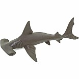 Hammerhead Shark Baby