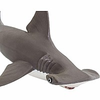 Hammerhead Shark Baby