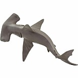 Hammerhead Shark Baby