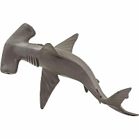 Hammerhead Shark Baby