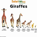 Reticulated Giraffe Baby